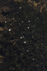 Ranunculus longirostris