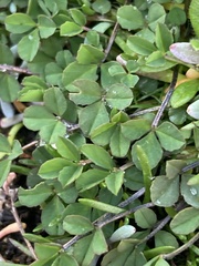 Trifolium variegatum