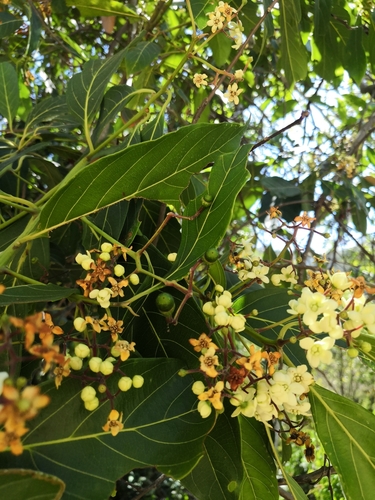 Nectandra hihua, photograph 5