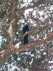 Quiscalus mexicanus