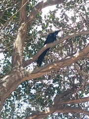 Quiscalus mexicanus