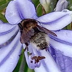 Bombus ruderatus