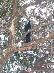 Quiscalus mexicanus