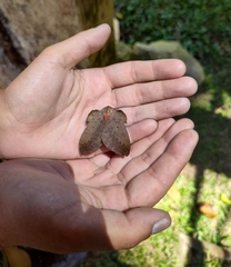 Travassosula subfumata