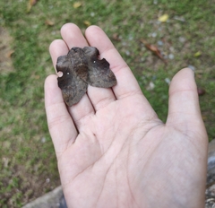 Travassosula subfumata