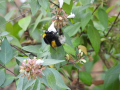 Bombus terrestris