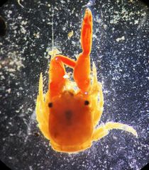 Orthochela pumila