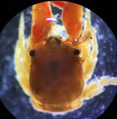 Orthochela pumila
