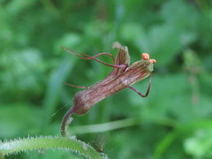 Tolmiea diplomenziesii