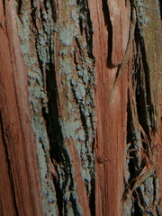 Chrysothrix chamaecyparicola