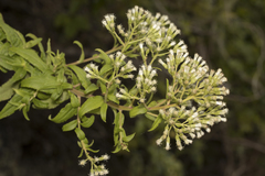 Baccharis racemosa