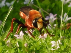 Sphex latreillei