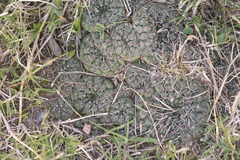 Gymnocalycium hyptiacanthum