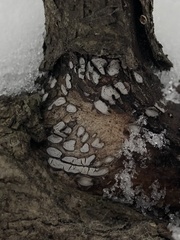Propolis farinosa