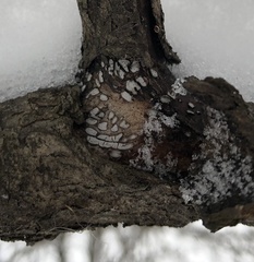 Propolis farinosa