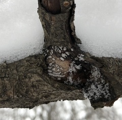Propolis farinosa