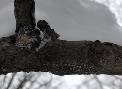 Propolis farinosa