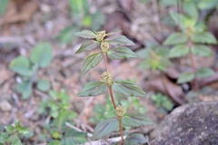 Euphorbia hirta image