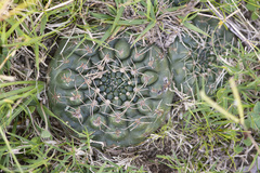 Gymnocalycium hyptiacanthum