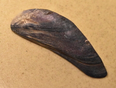 Mytilus edulis