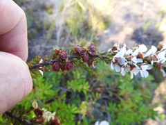Leptospermum liversidgei
