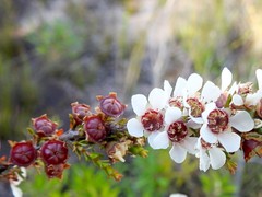 Leptospermum liversidgei