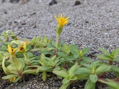 Pectis multiflosculosa