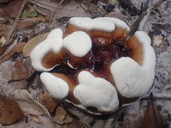 Ganoderma steyaertianum