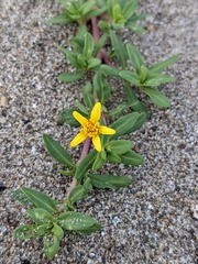Pectis multiflosculosa