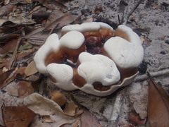 Ganoderma steyaertianum