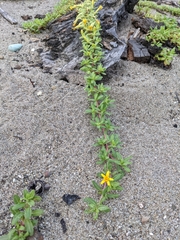Pectis multiflosculosa