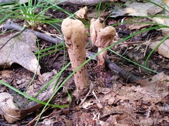 Clavariadelphus americanus