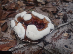 Ganoderma steyaertianum