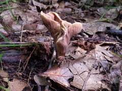 Clavariadelphus americanus