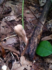 Clavariadelphus americanus