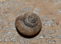 Acusta assimilis