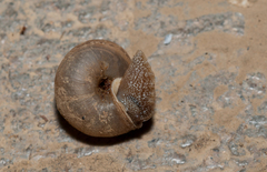 Acusta assimilis