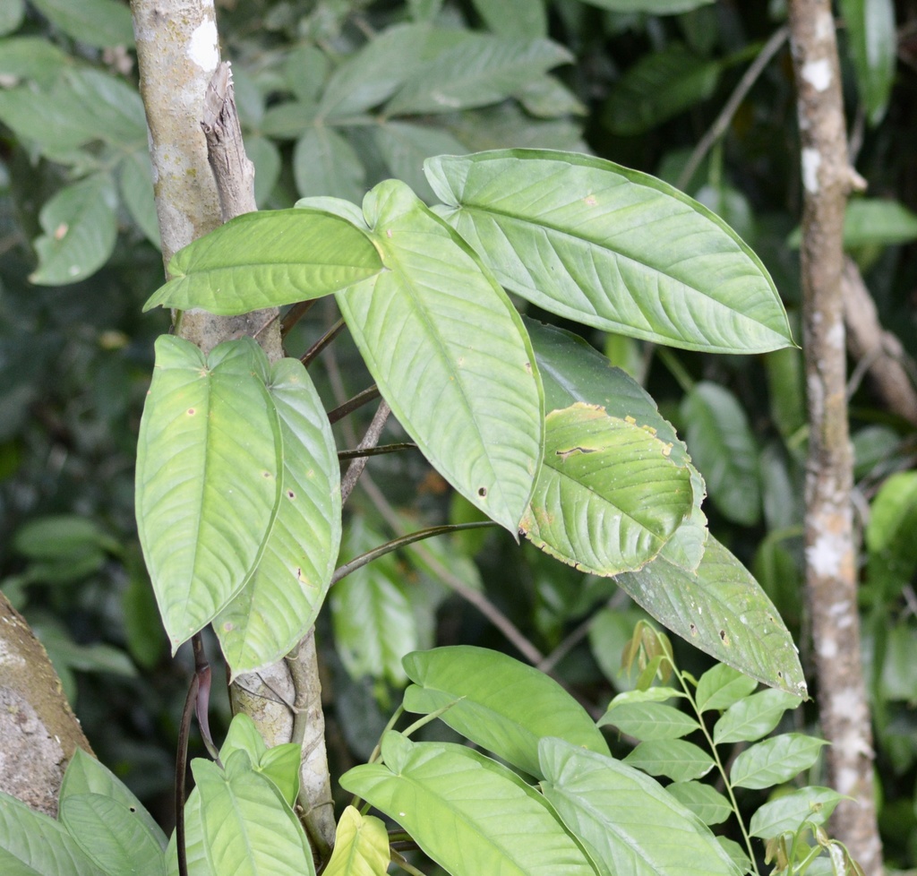 Syngonium hastiferum