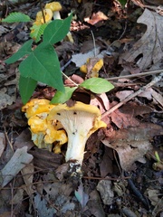 Cantharellus phasmatis