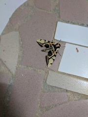 Batocnema coquerelii