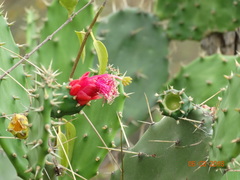 Opuntia dejecta