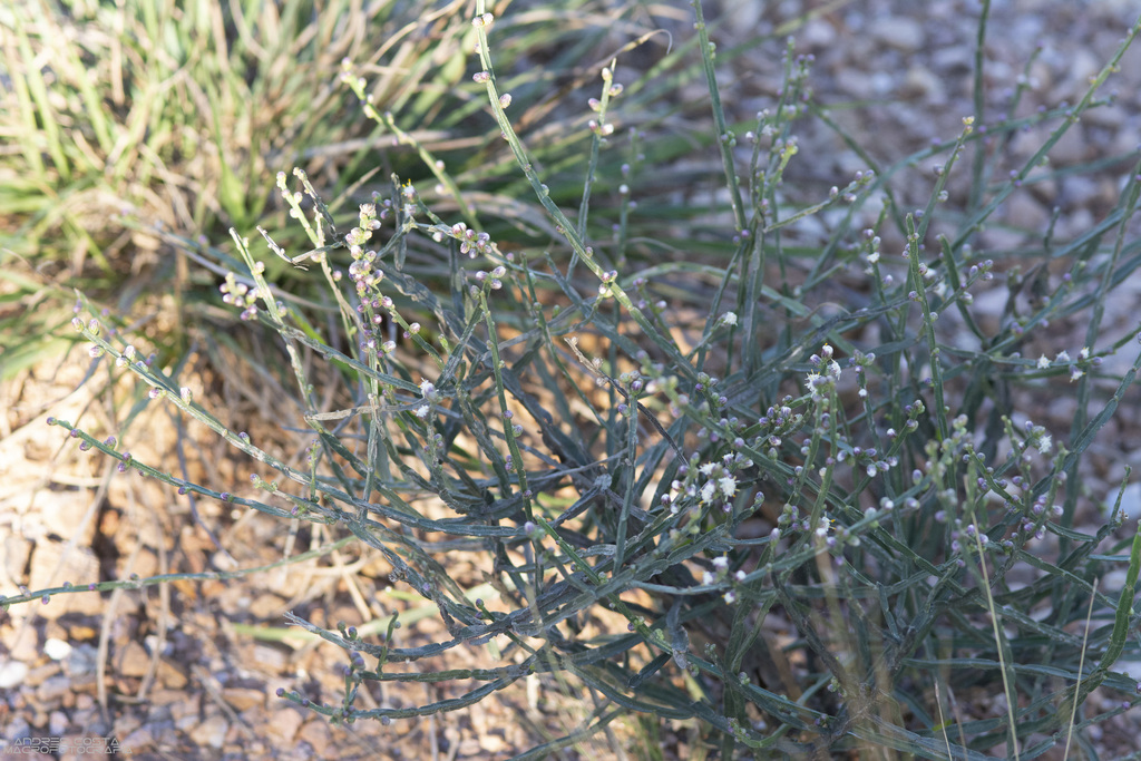 Baccharis rectialata