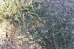 Baccharis rectialata