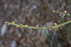 Baccharis rectialata