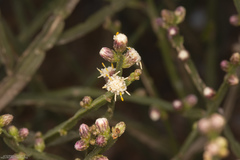 Baccharis rectialata