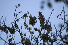 Piscidia carthagenensis