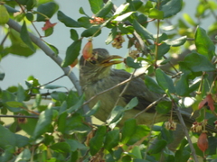 Turdus falcklandii