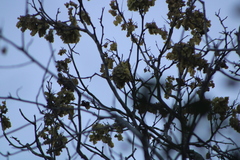 Piscidia carthagenensis