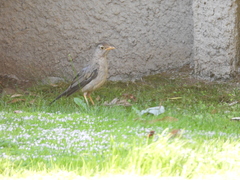 Turdus falcklandii