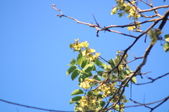 Piscidia carthagenensis